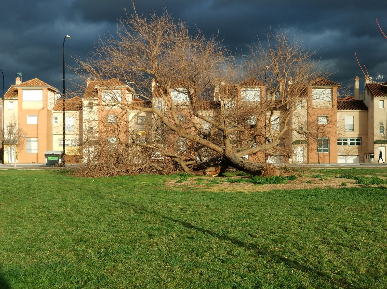 Arbol caido Albayda